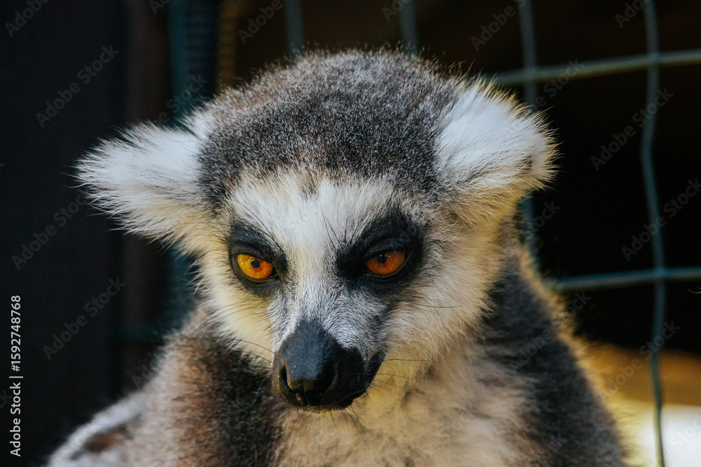 Obraz premium A detailed close-up of a ring-tailed lemurs face, highlighting its vivid golden eyes, black nose, and fluffy fur in natural lighting.