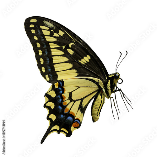 A yellow and black swallowtail butterfly with delicate wings is isolated on transparent background transparent background