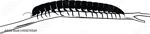 Millipede on Branch Vector – Insect Silhouette Creepy Crawler Illustration.
