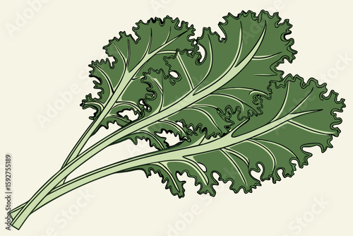 Fresh, textured leaves of lacinato kale arranged in a fan shape, depicted in modern flat illustration style