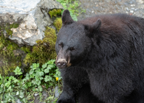 Photo of a black bear sitting down and looking at the camera