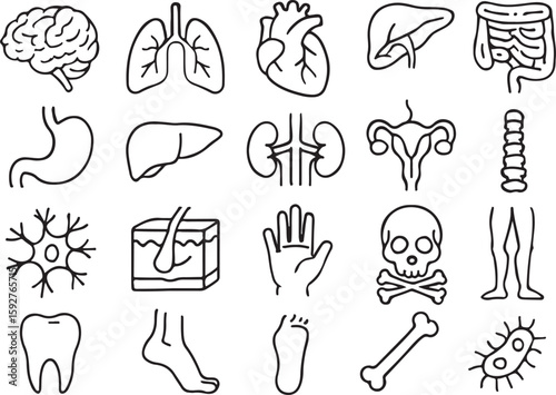 Collection of human organ and body part line art icons brain lungs
