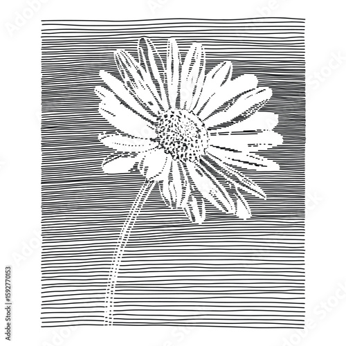 Hand-Drawn daisy flower line art illustration, minimalist black and white floral design with wavy engraving style for trendy t-shirt prints and nature inspired apparel