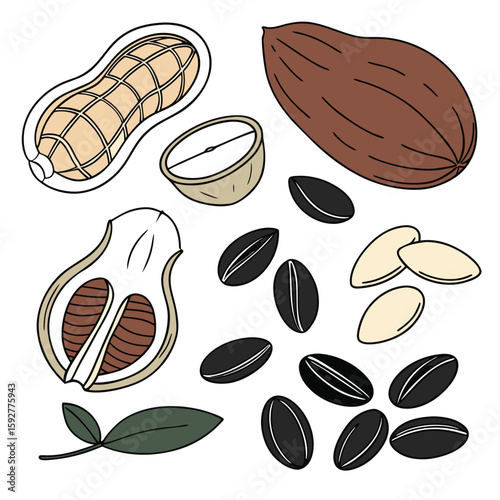 Vector art of a collection of peanuts and sunflower seeds with leaves