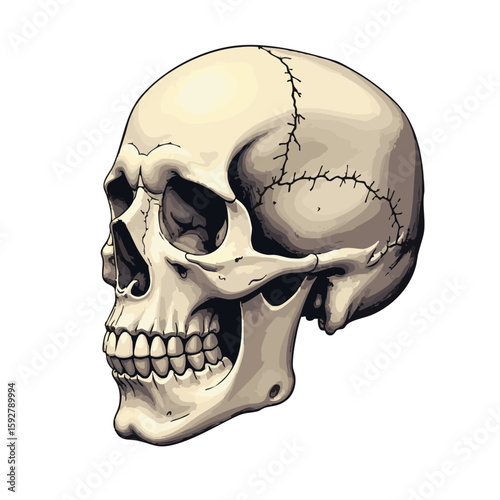 Vector illustration of human skull side view realistic on white background, anatomical study