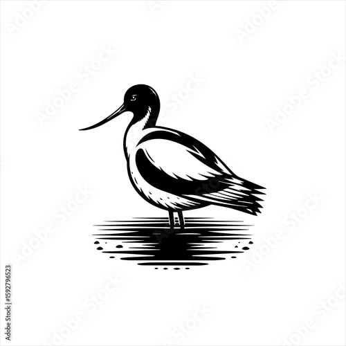 Wading bird illustration