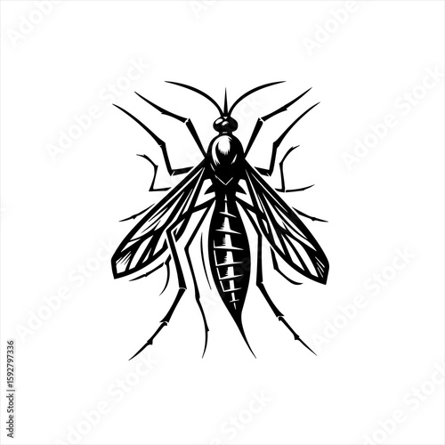 Mosquito insect isolated on white background