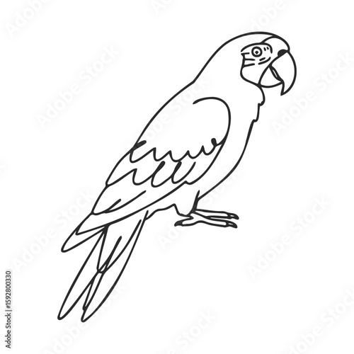 Illustration of a parrot with detailed line art design