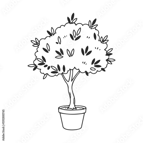 Potted olive tree line art drawing of simple foliage and pot