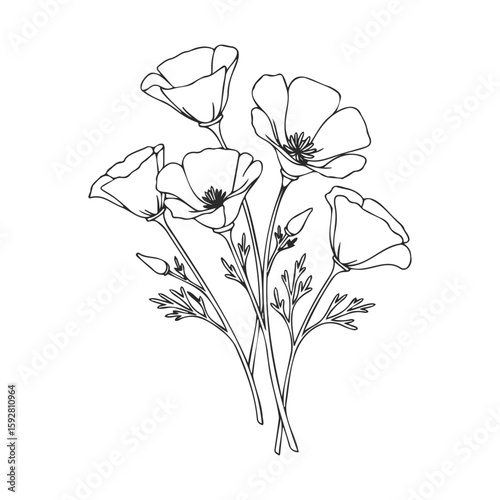 Line art: california poppies in bloom, black and white illustration