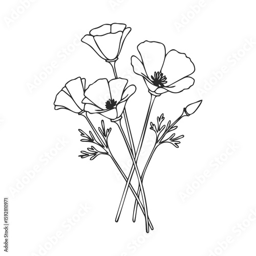 Black and white california poppy line art illustration flower design decor