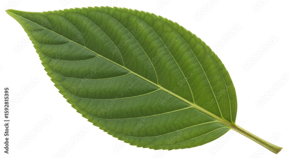 Fototapeta premium Isolated Green Leaf