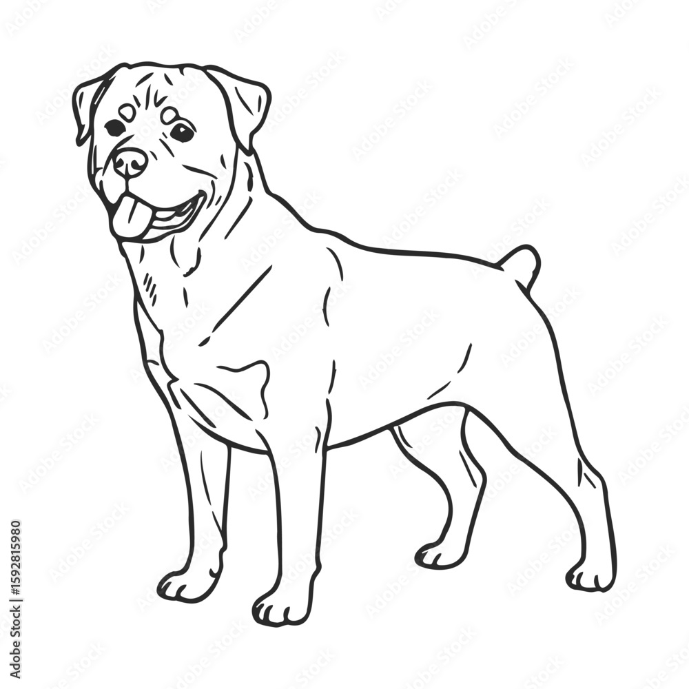 Fototapeta premium Outline sketch of a happy rottweiler standing and smiling
