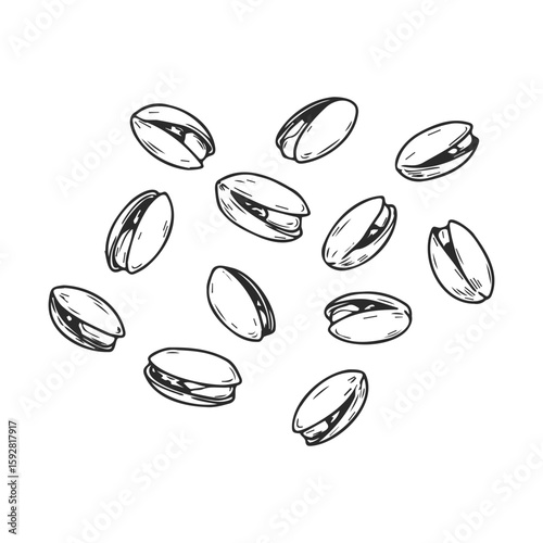 Hand-drawn pistachios on white background