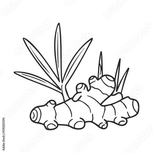 Black and white ginger root with leaves sketch