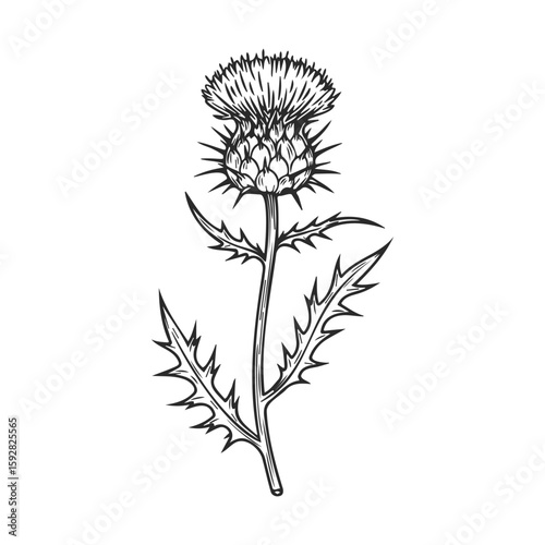 Detailed black and white thistle illustration with sharp leaves and spiky bloom