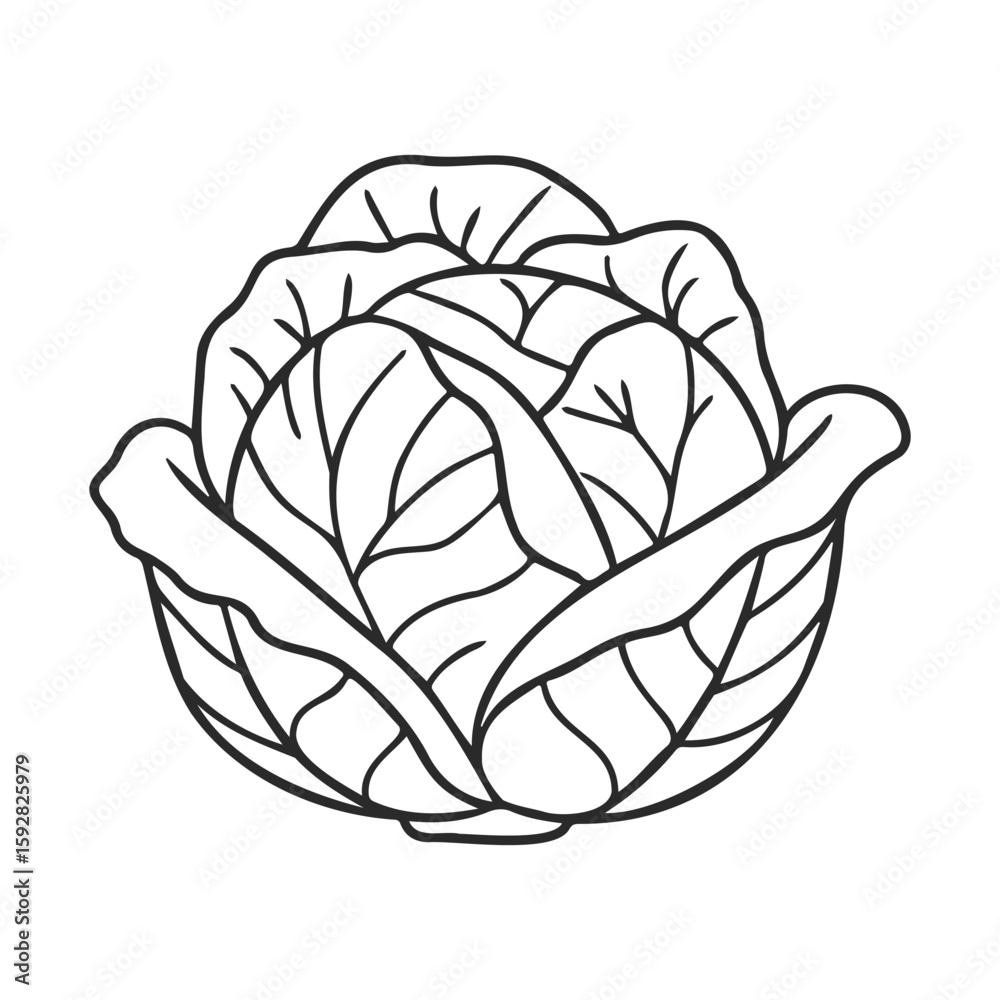 Obraz premium Intricate line art of cabbage with detailed leaf patterns