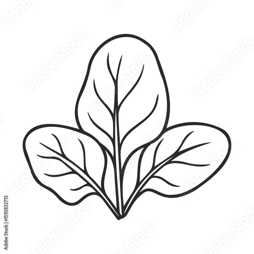 Simple line drawing of spinach leaves on white background