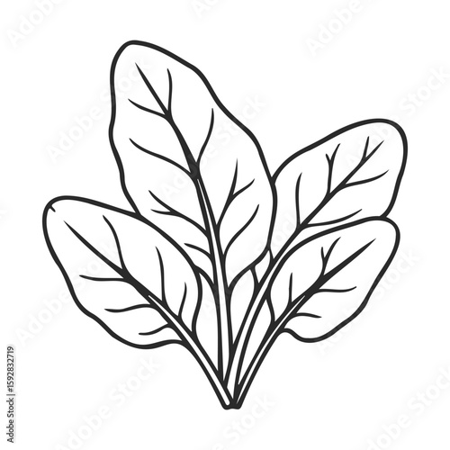 Line art of spinach leaves on a white background