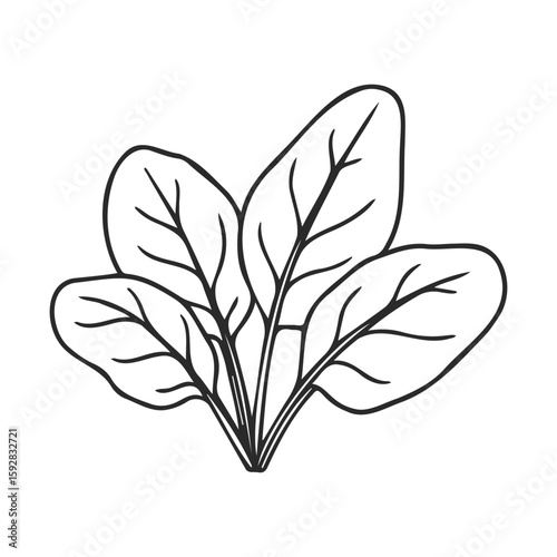 Outline drawing of fresh spinach leaves