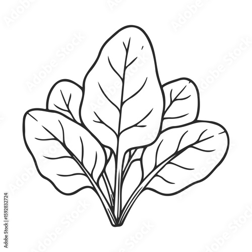 Black and white spinach leaves illustration with detailed lines