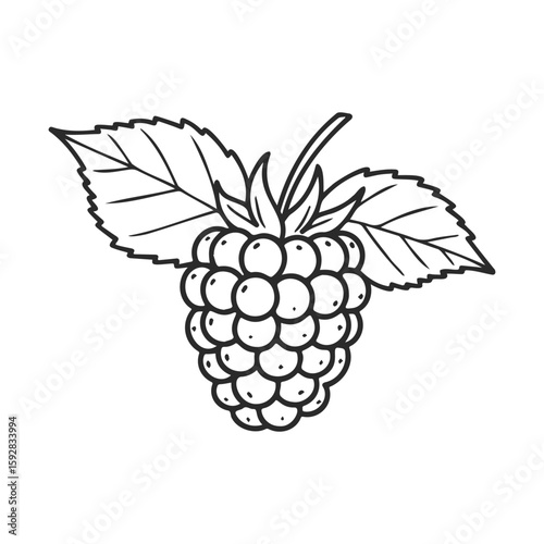 Detailed black and white raspberry line art with leaves