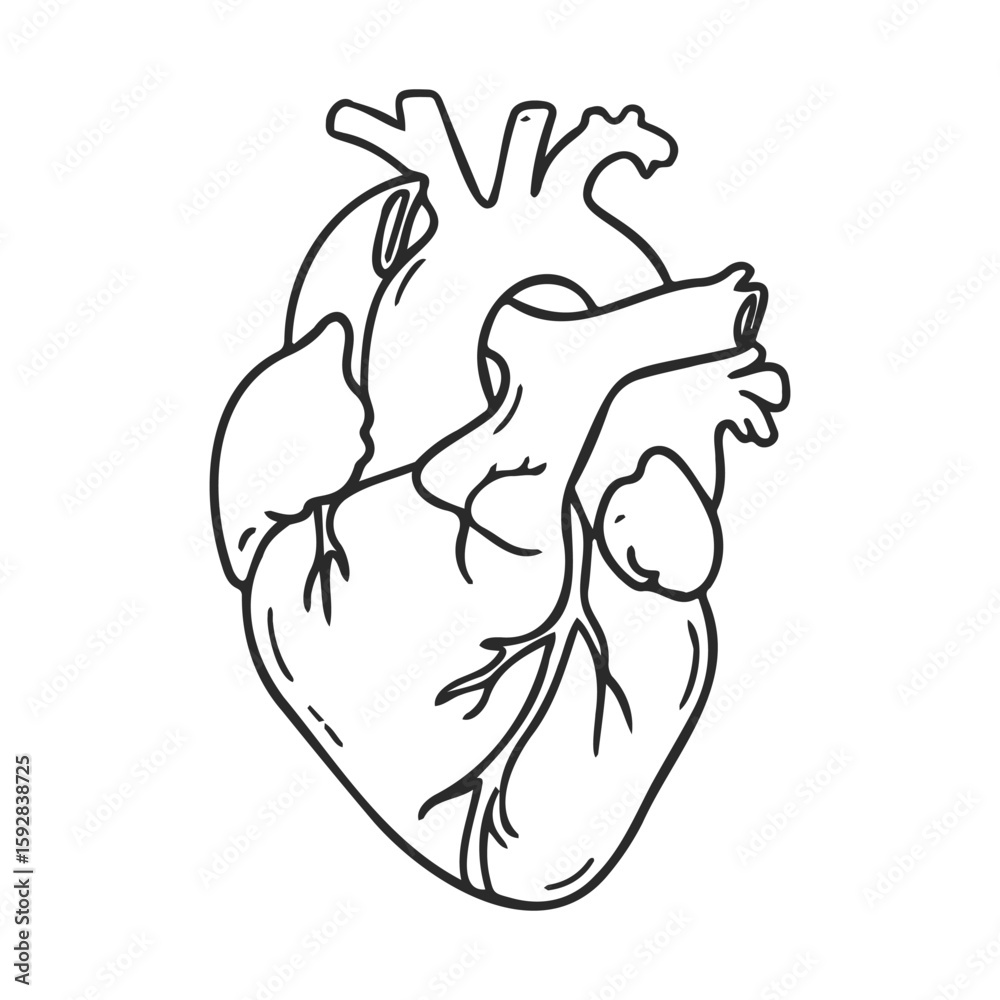 Detailed anatomical illustration of a human heart in black and white Detailed anatomical illustration of a human heart in black and white