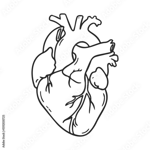 Detailed anatomical illustration of a human heart in black and white