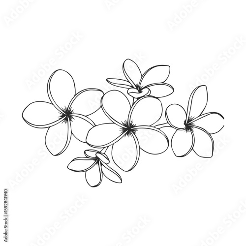 Black and white plumeria flowers line art design