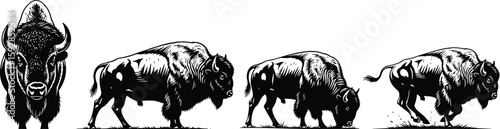 Striking bison herd engraving showcases