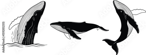 Captivating vector art showcases the majestic humpback whale