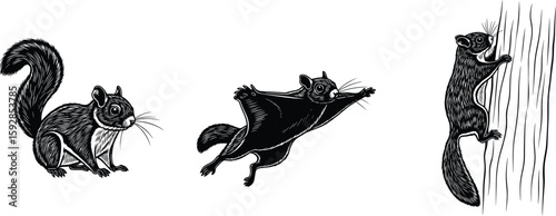 Three engravings show a flying squirrel sitting