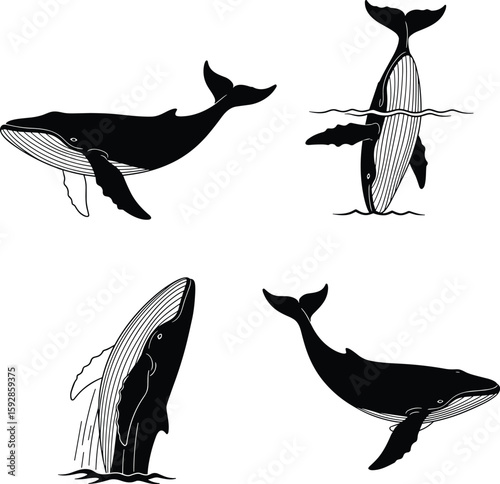 Humpback whales illustration showcases aquatic mammals a