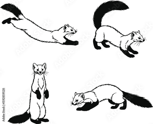 Charming monochrome outlines showcase a playful group of ferret