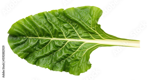 Isolated Chard Leaf