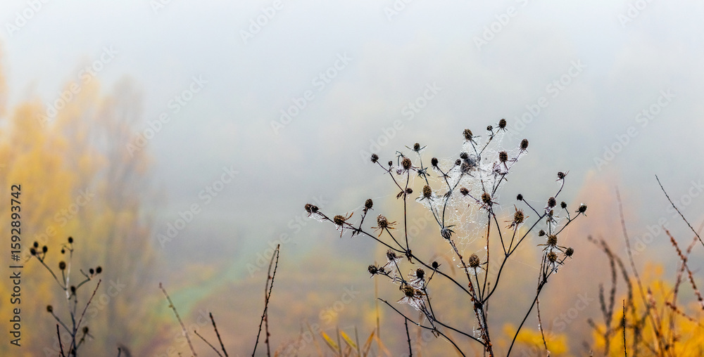 Obraz premium Dried field plant with cobwebs and dew drops in the foreground, against a blurred misty autumn landscape with yellow trees, creating an atmosphere of calm and mystery