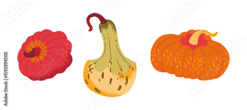 Colorful autumn gourds in various shapes, isolated on white background. Perfect for fall decor, harvest themes, and seasonal designs.