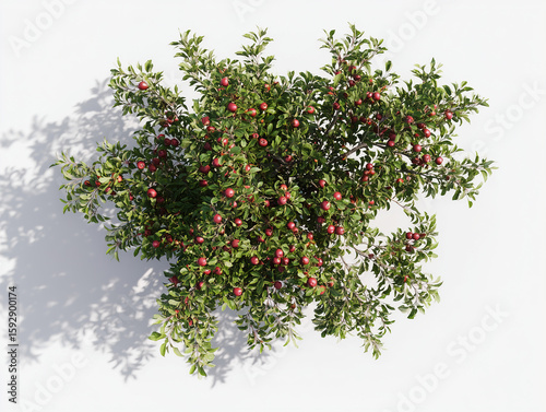 Aerial View of Lush Apple Tree with Ripe Red Fruit
