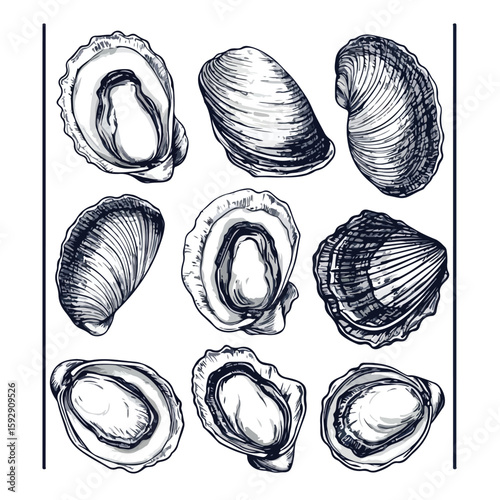 Hand-Drawn Clams on White Background