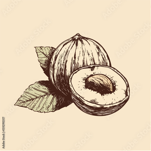 Hand-drawn Hazelnut Sketch on Beige Background