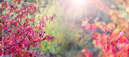 Early autumn: bright red leaves on tree branches, blooming in the sunlight against a blurred natural background, creating a festive and atmospheric landscape