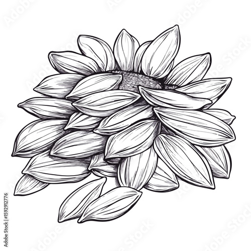 Sunflower seeds sketch illustration