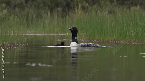 Common loon with chicks in Maine   