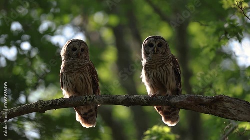 Barred owl calling or hooting in a forest
