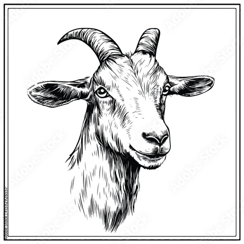 Detailed hand-drawn goat sketch on white background