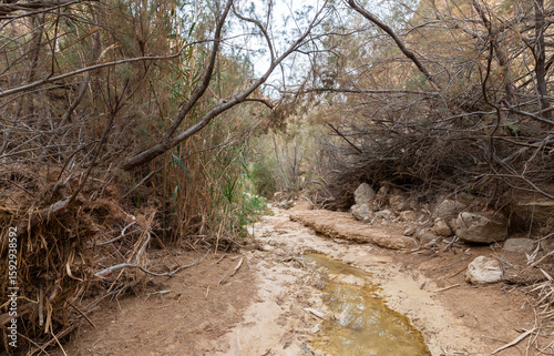 Half  dried river bed in Arugot Stream Nature Reserve near Dead Sea in southern Israel