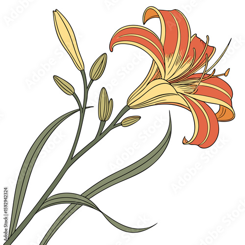 vector illustration of hemerocallis frans hals