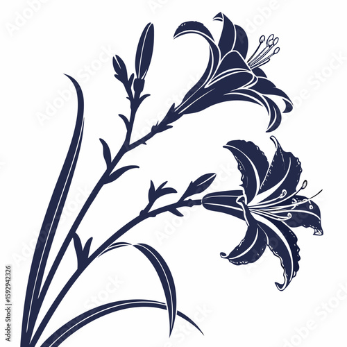 vector illustration of hemerocallis frans hals