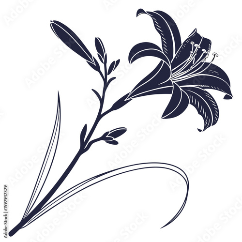 black and white hemerocallis frans hals