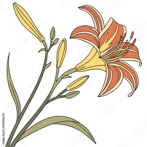 vector illustration of hemerocallis frans hals